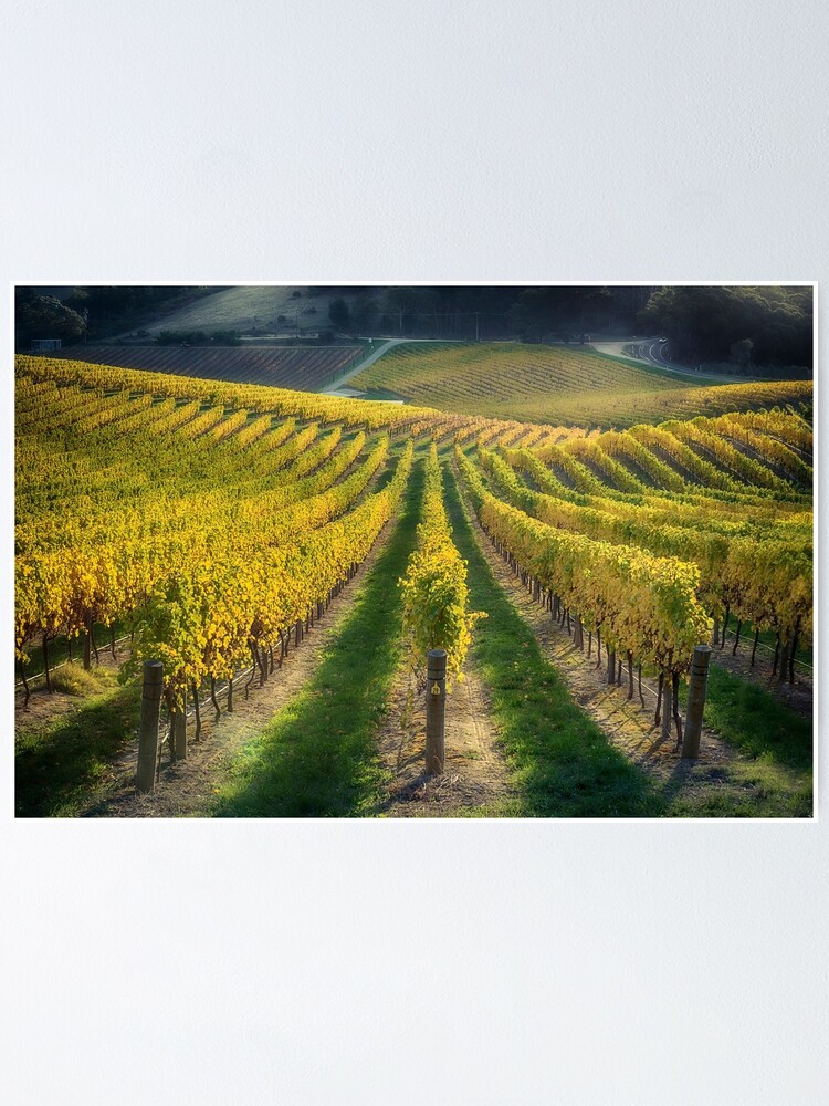 Alternate view of In Vino Veritas IV Poster