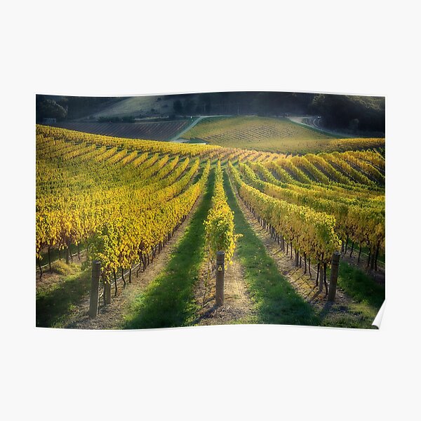 In Vino Veritas IV Poster