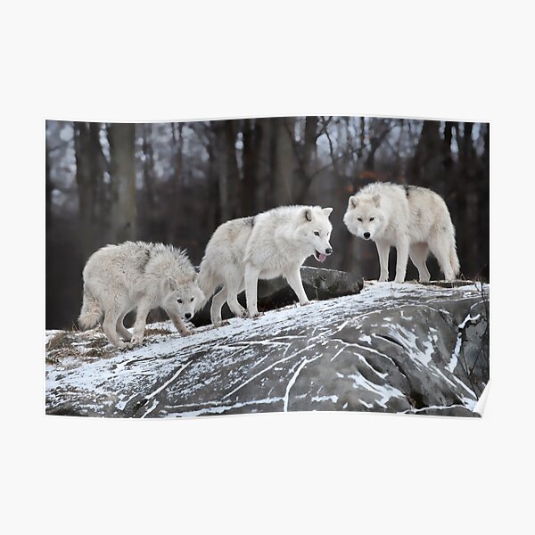 Wolf Pack Poster
