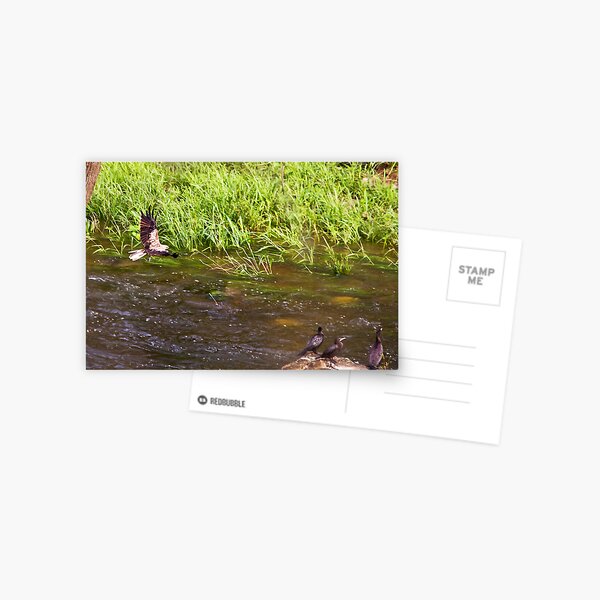 Sea Eagle and catch Postcard