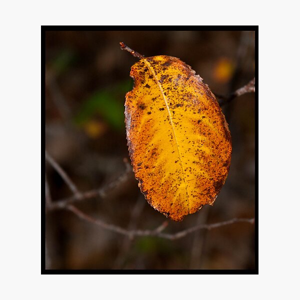 Item preview, Fall Gold designed and sold by Ray Wells.