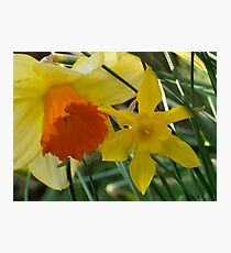 Daffodils of different sizes - Photographic Print