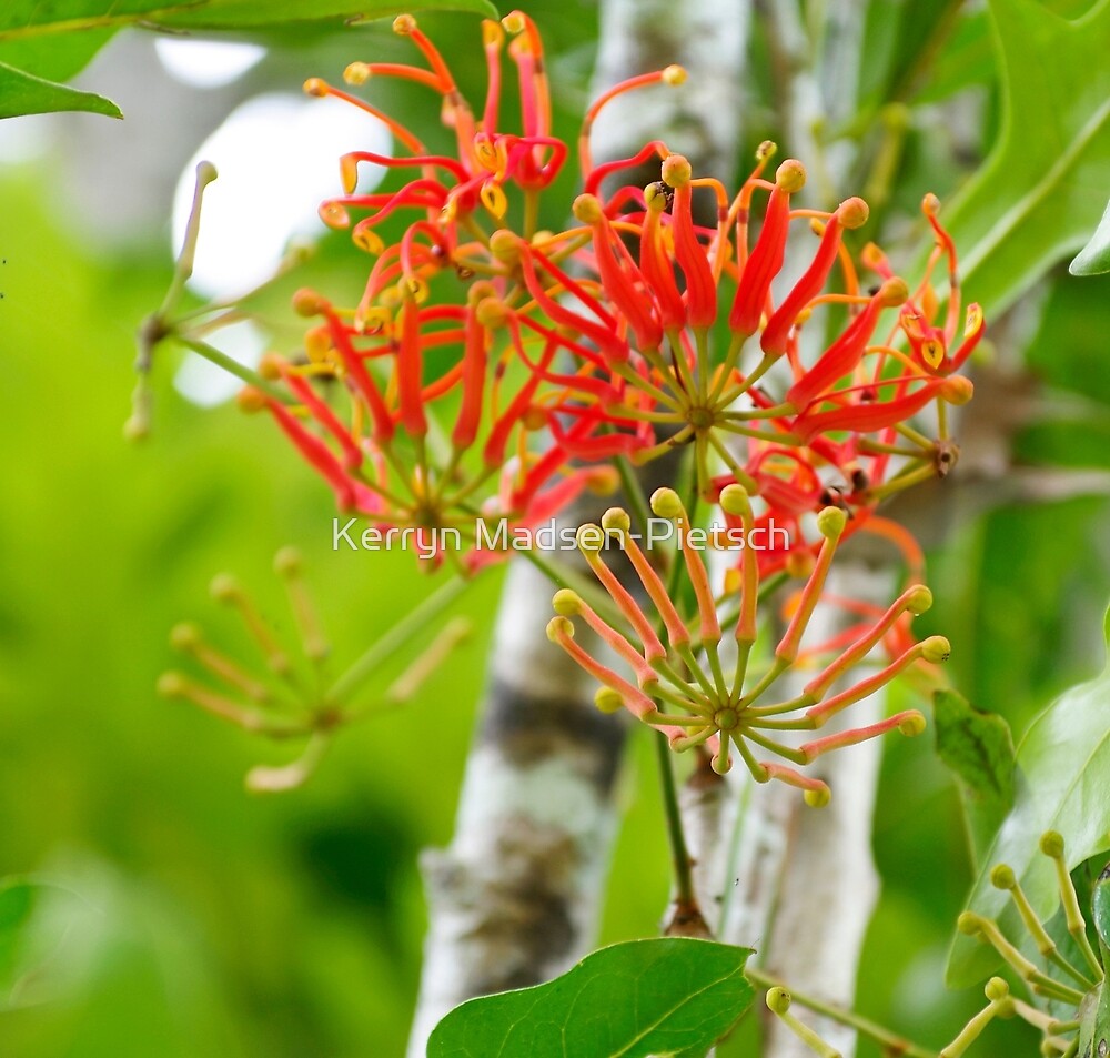 "Flowering Queensland Firewheel Tree " by Kerryn MadsenPietsch Redbubble