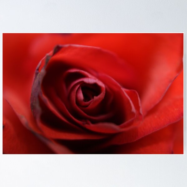 Item preview, Dreamy Macro Rose designed and sold by Sandra Cockayne.