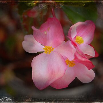 Artwork thumbnail, Peace Within by Rozalia Toth