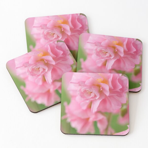 Item preview, Helianthemum  'Pink Angel'    Double flowered Rock rose designed and sold by Chris Burrows.