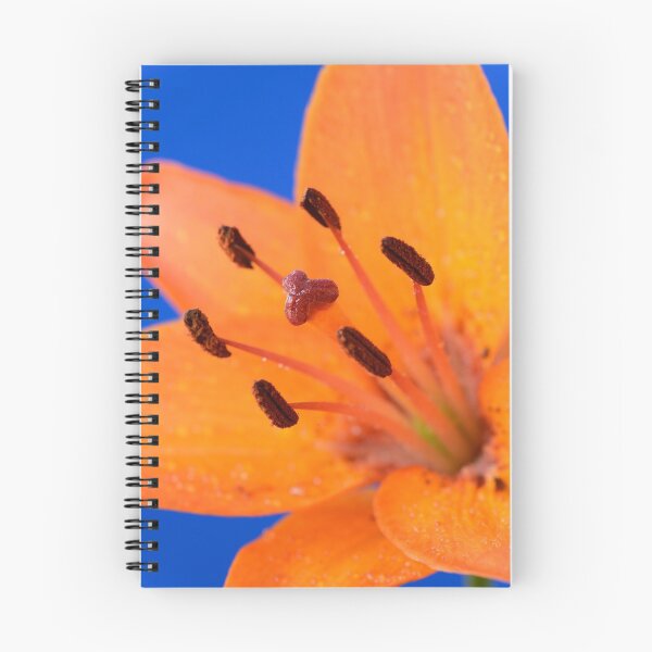 Item preview, Lilium  'Orange Pixie'  Dwarf Asiatic lily  designed and sold by Chris Burrows.