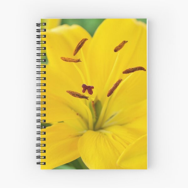 Item preview, Lilium  'Butter Pixie'  Dwarf Asiatic lily  designed and sold by Chris Burrows.