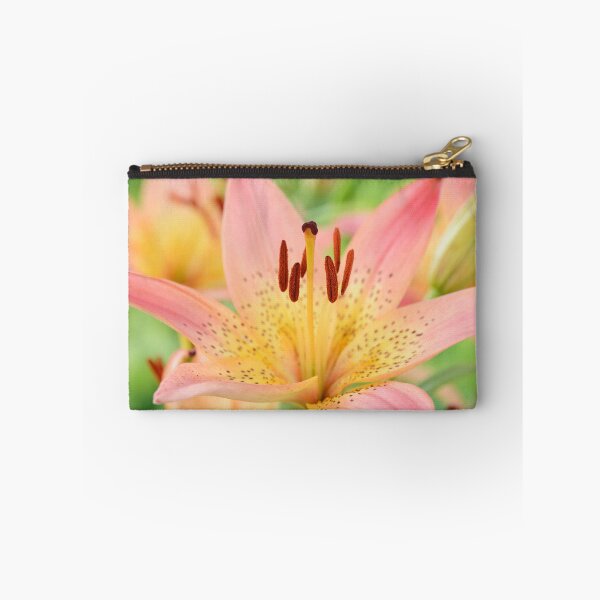 Item preview, Lilium  'Pink Pixie'  Dwarf Asiatic lily  designed and sold by Chris Burrows.