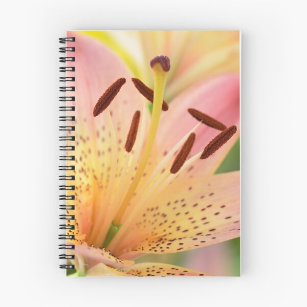 Item preview, Lilium  'Pink Pixie'  Dwarf Asiatic lily  designed and sold by Chris Burrows.