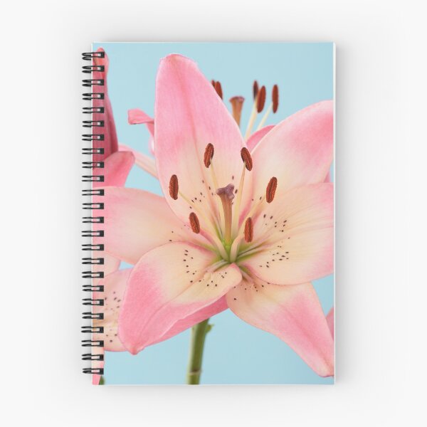 Item preview, Lilium  'Rosella's Dream'  Asiatic lily   designed and sold by Chris Burrows.