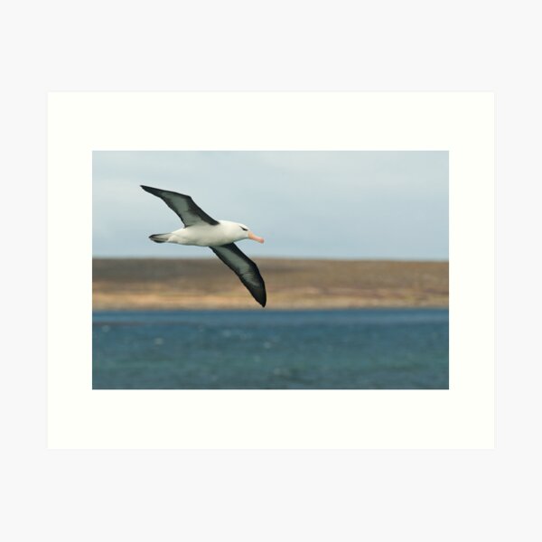 Black Browed Albatross Art Print