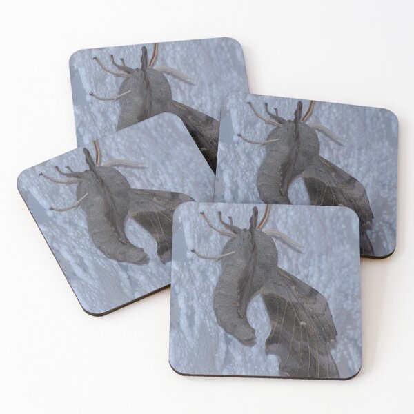 Item preview, Poplar Hawk Moth 02 designed and sold by Sharon Perrett.