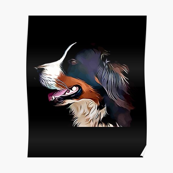 Bernese Mountain Dog Poster