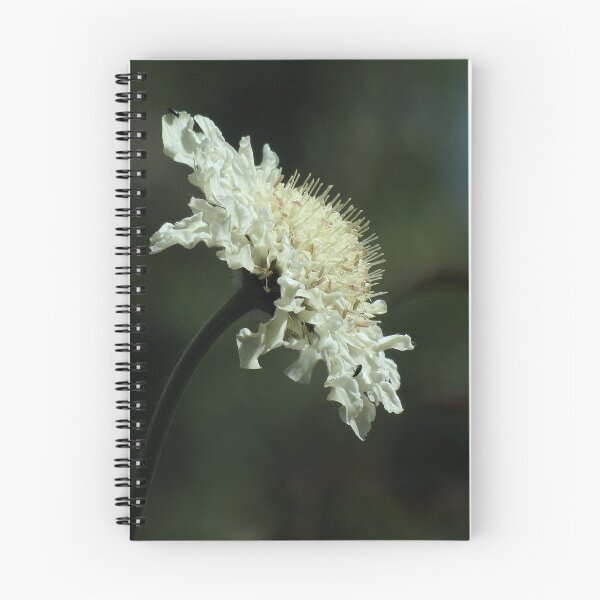 Item preview, Scabiosa designed and sold by Sharon Perrett.