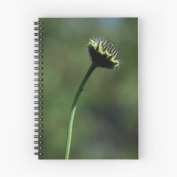 Item preview, Scabiosa Bud designed and sold by Sharon Perrett.