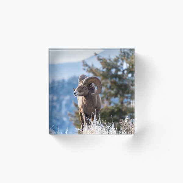 Download A majestic ram standing atop a rocky mountain