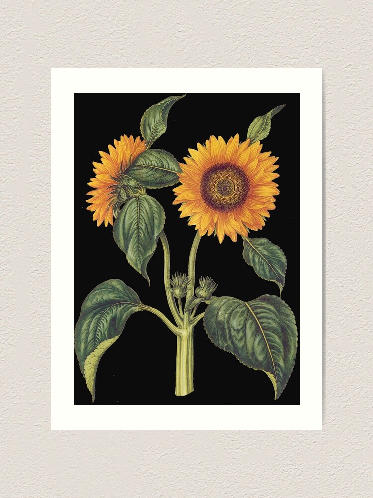 Vintage Sunflower Print Prints Art & Collectibles Digital Prints etna