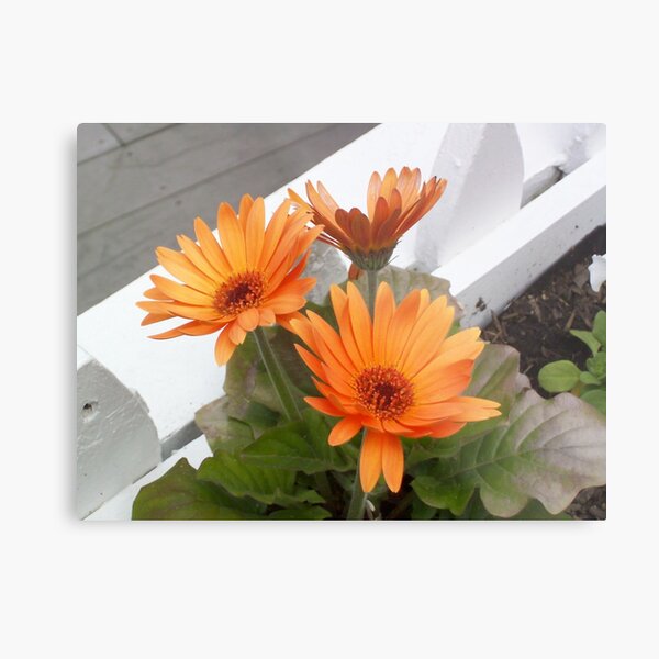 Orange Daisies Metal Print