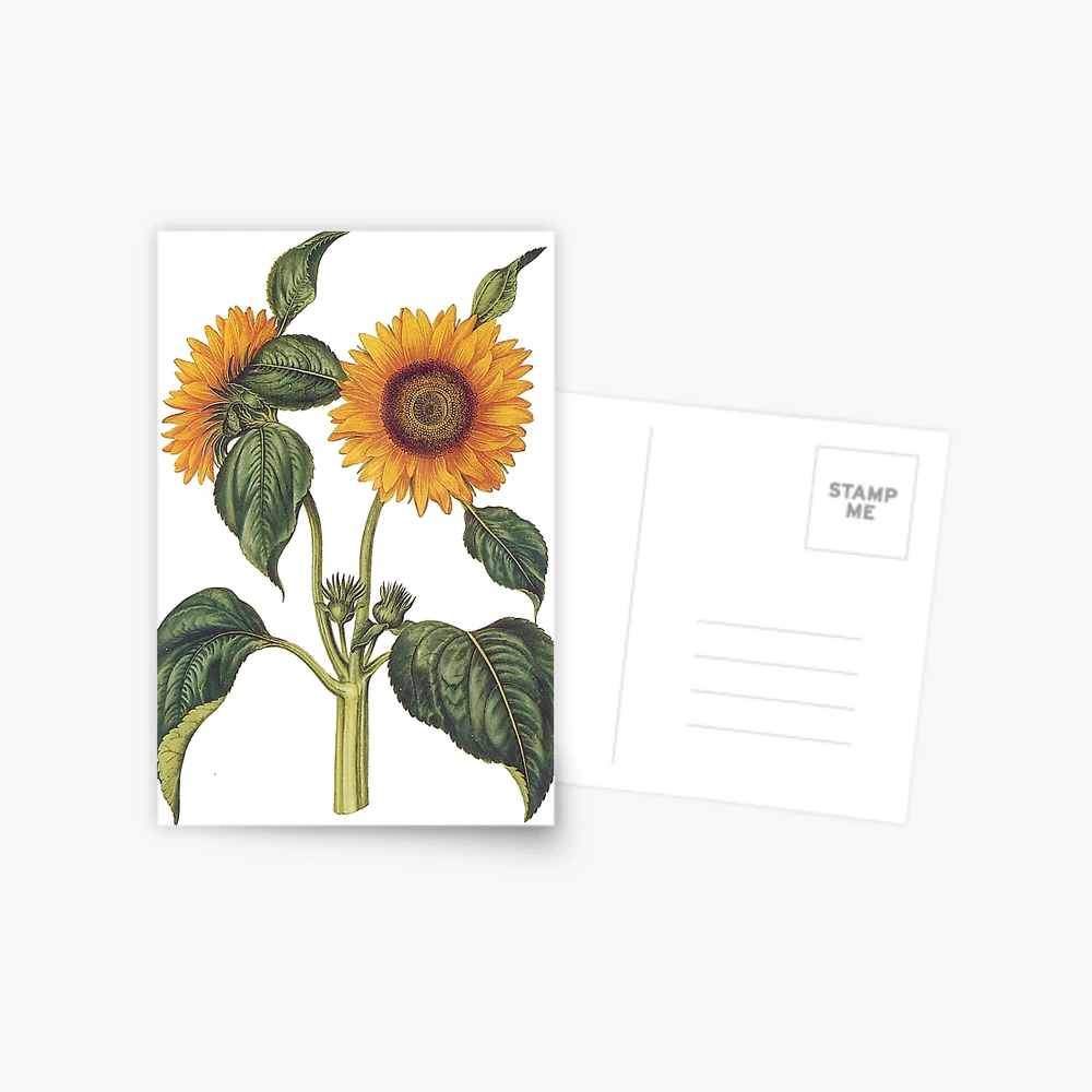 Vintage sunflower illustration Postcard for Sale by bohoDecor