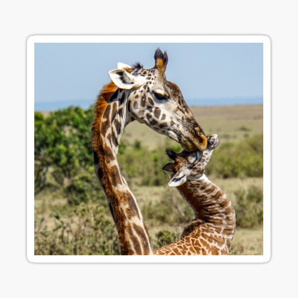 Affectionate Mama and Baby Giraffe Sticker