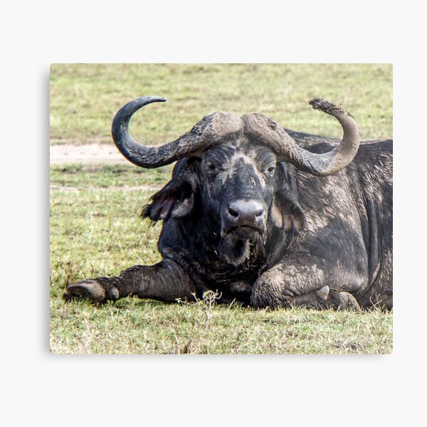 Buffalo in Africa Metal Print