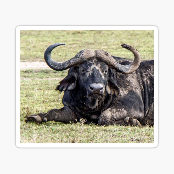Buffalo in Africa Sticker