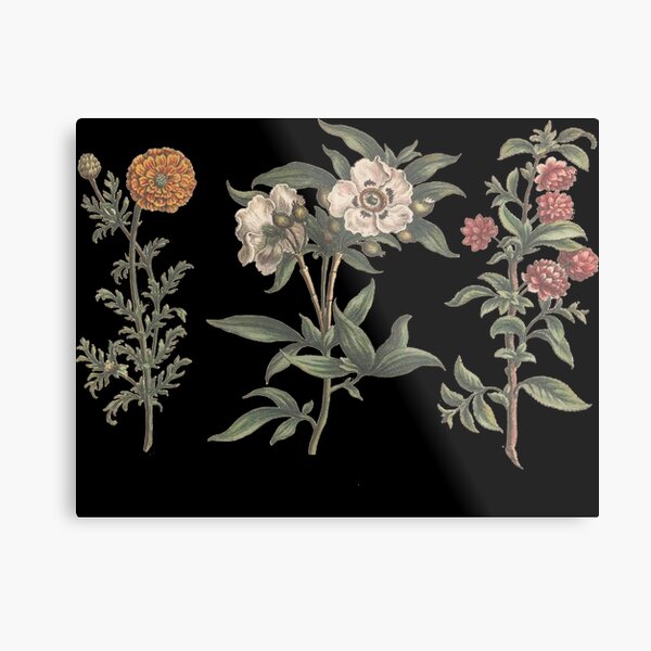 Vintage Flower Chart Metal Print