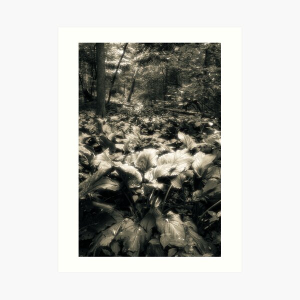 Rememberance Of Walking Art Print