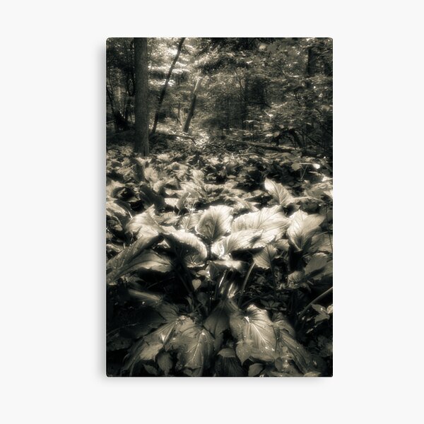 Rememberance Of Walking Canvas Print