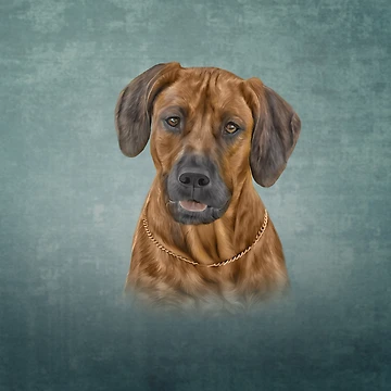 Artwork thumbnail, Drawing Rhodesian Ridgeback by bonidog