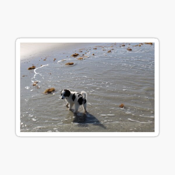 Australian Shepherd Puppy's First Day at the Beach Sticker