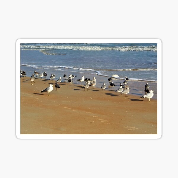 Did Someone Say Beach Party? Sticker