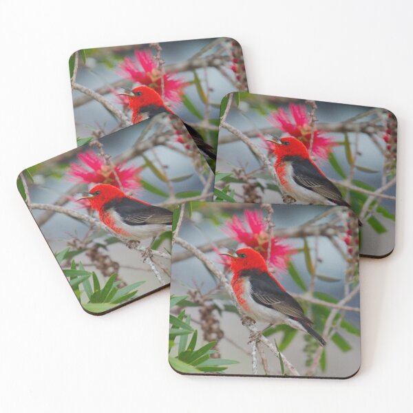Item preview, SC ~ WO ~ HONEYEATER ~ Scarlet Honeyeater dPX5u2oW by David Irwin 220919 designed and sold by tasmanianartist.