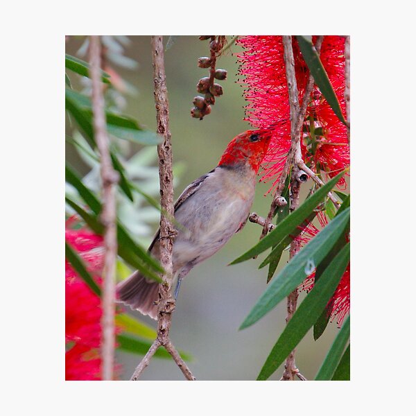 SC ~ WO ~ HONEYEATER ~ Scarlet Honeyeater 2 by David Irwin 220919 Photographic Print