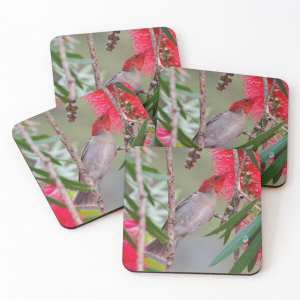 Item preview, SC ~ WO ~ HONEYEATER ~ Scarlet Honeyeater FbCDwykS by David Irwin 220919 designed and sold by tasmanianartist.