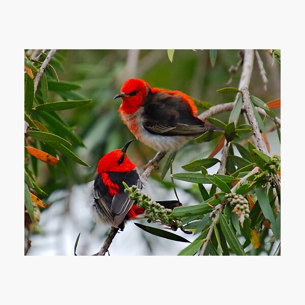 SC ~ WO ~ HONEYEATER ~ Scarlet Honeyeater 3 by David Irwin 220919 Photographic Print