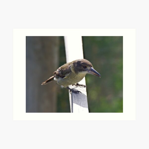 ARTAMIDAE ~ Grey Butcherbird by David Irwin 220919 Art Print