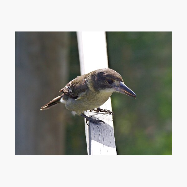 ARTAMIDAE ~ Grey Butcherbird PABPR9QF by David Irwin 220919 Photographic Print