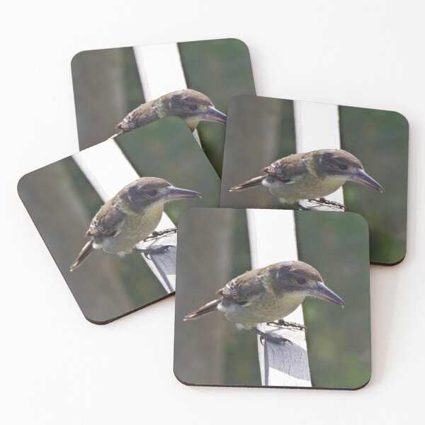 ARTAMIDAE ~ Grey Butcherbird PABPR9QF by David Irwin 220919 Coasters (Set of 4)