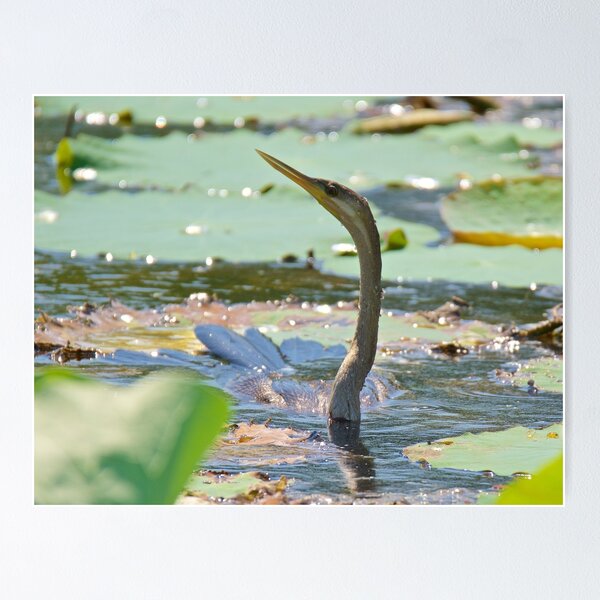 NT ~ MARINE BIRD ~ Australasian Darter EZB2CRM2 by David Irwin 220919 Poster