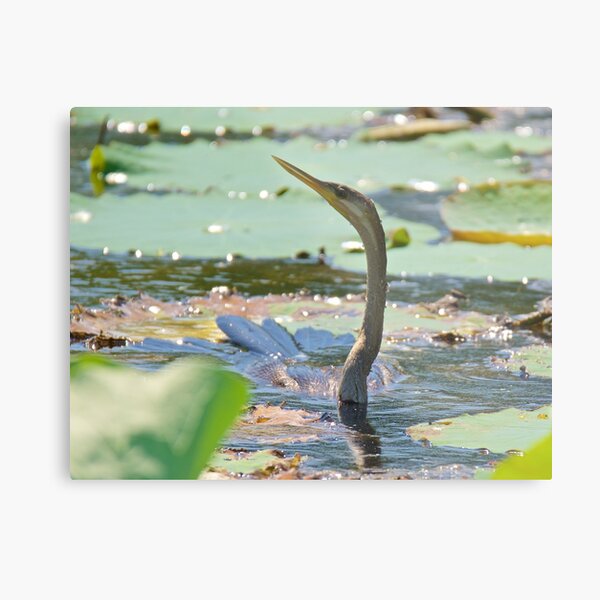 NT ~ MARINE BIRD ~ Australasian Darter EZB2CRM2 by David Irwin 220919 Metal Print
