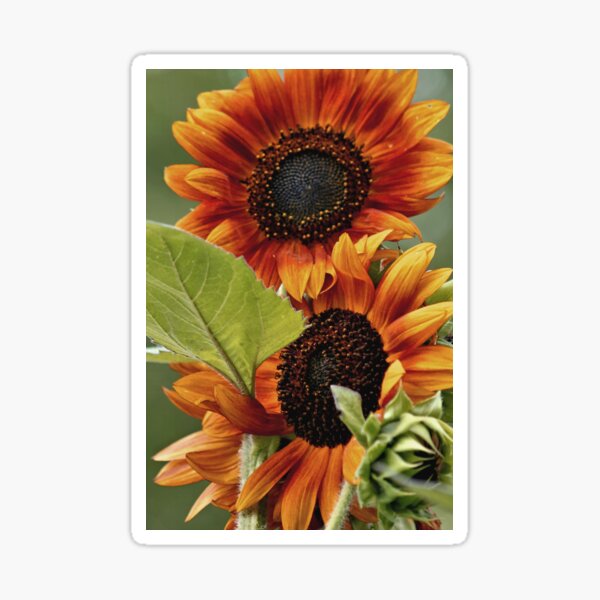 Giant Sunflowers Sticker