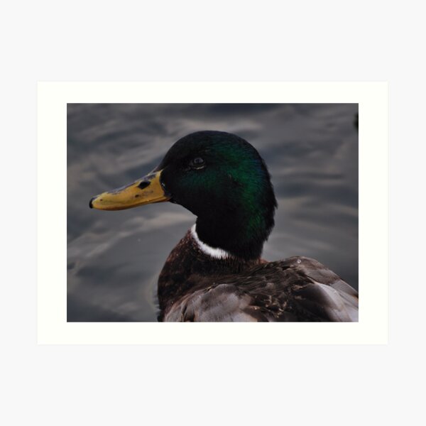 Duck Art Print