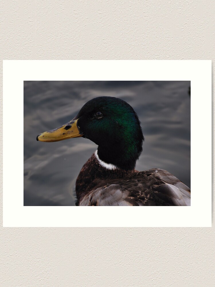 Alternate view of Duck Art Print