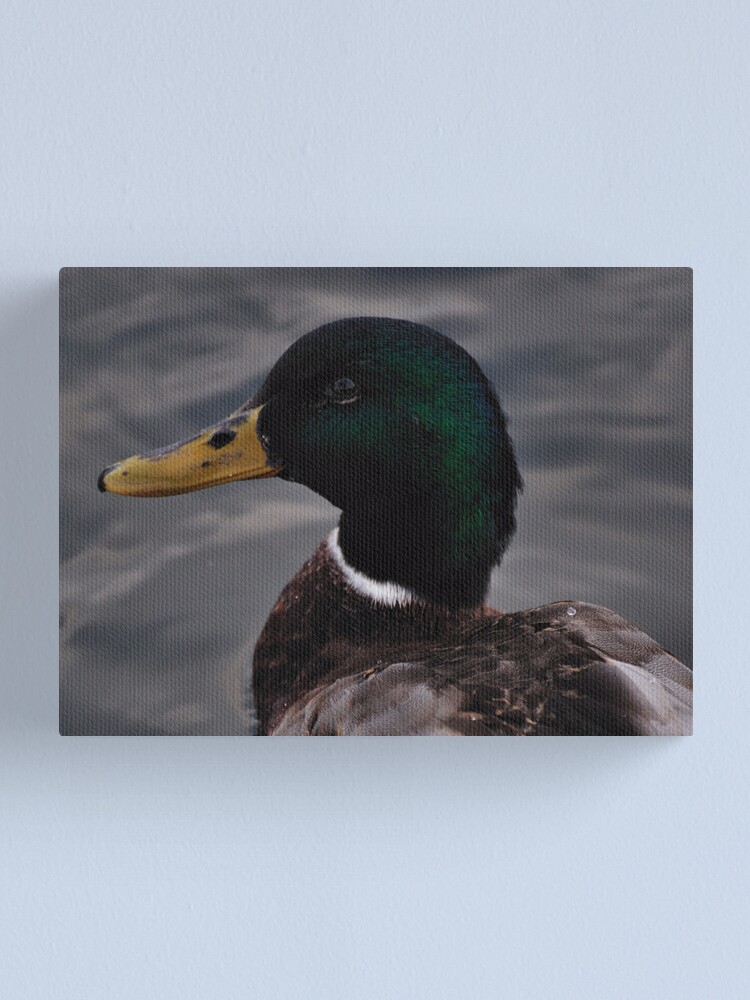 Alternate view of Duck Canvas Print
