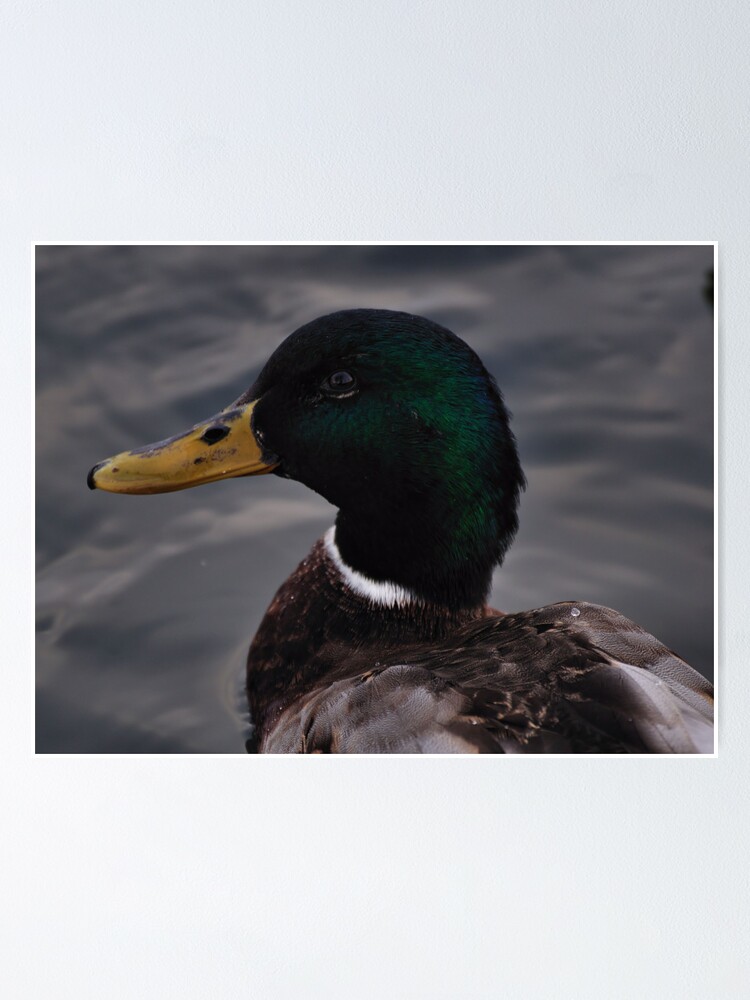 Alternate view of Duck Poster