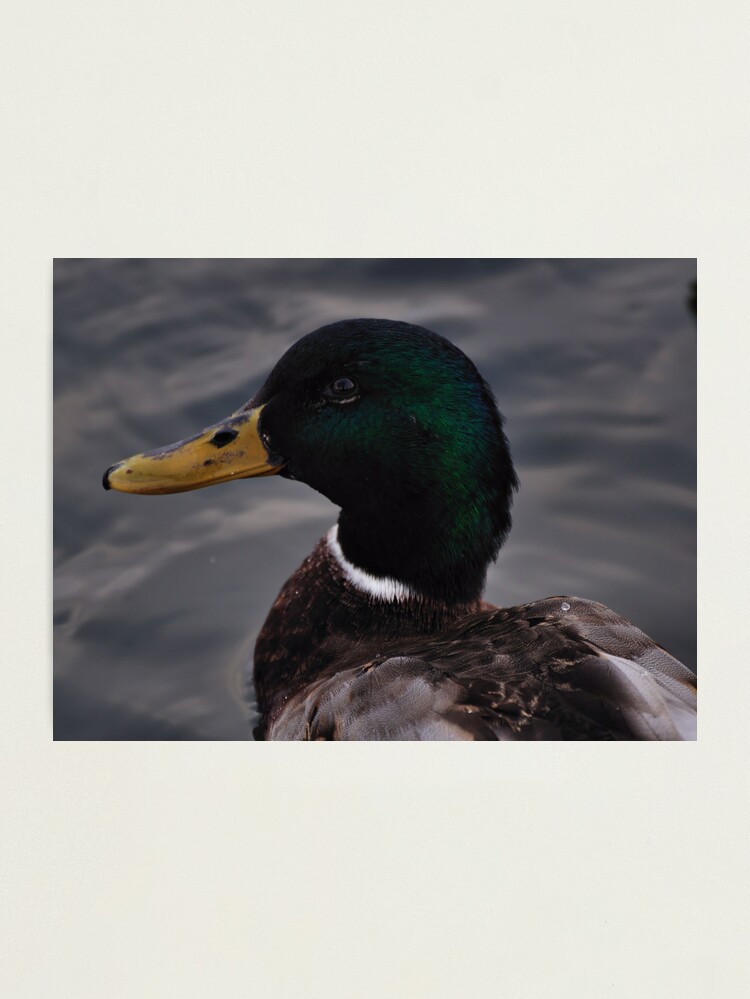 Alternate view of Duck Photographic Print