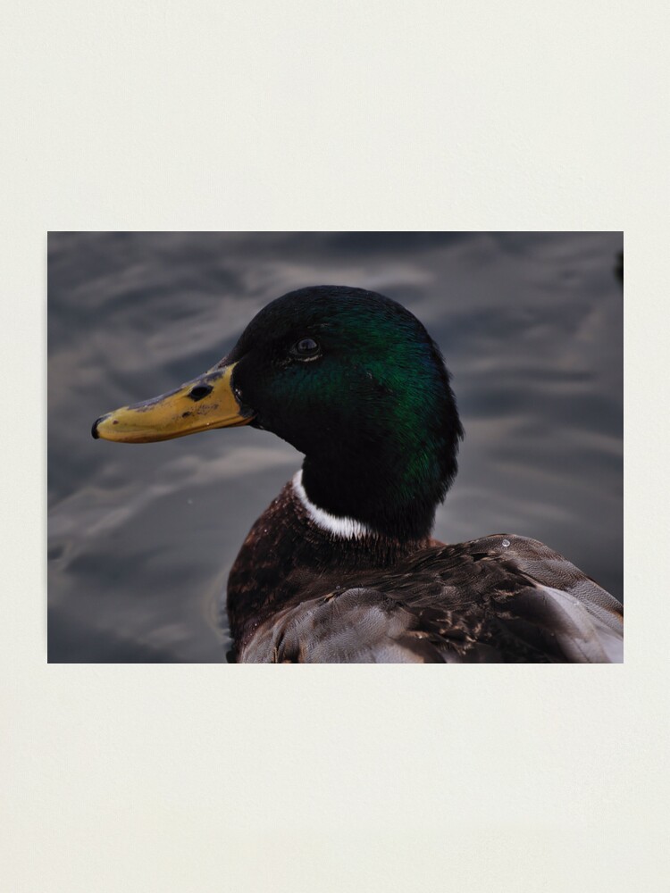 Alternate view of Duck Photographic Print