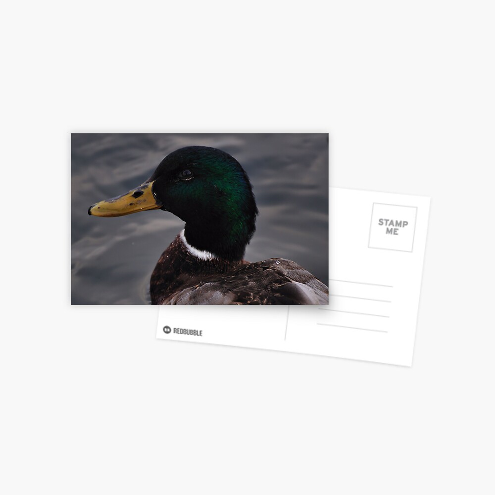 Item preview, Postcard designed and sold by pauleden.